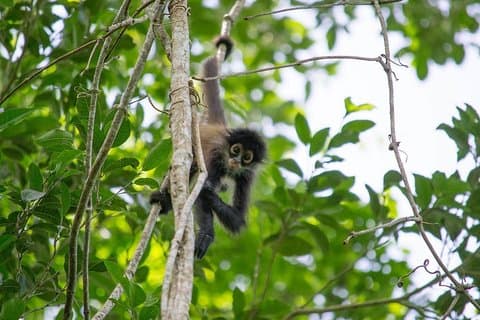 Private Tour: Coba ruins & Monkey Sanctuary with Punta Laguna