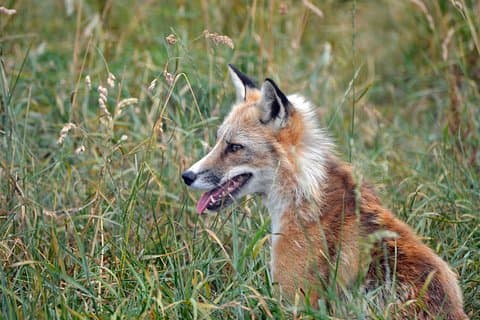 Fox Encounter for 2 people and park entry