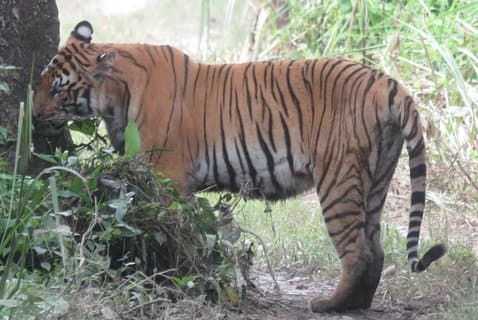 Tiger Tracking Safari (Private) in Chitwan National Park, 4 Days.