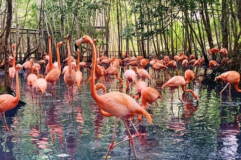 Private Baru Aviary Tour with Lunch Included