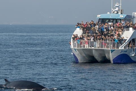 Los Angeles Whale and Dolphin Watching Cruise from West Harbor