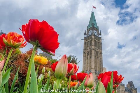 Ottawa Spring Tulip Festival Bike Tour