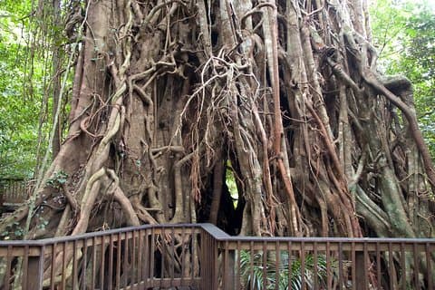 Cairns Rainforest & Waterfalls 4WD Half-Day Tour