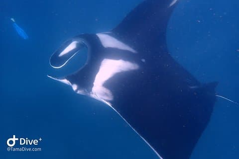 Fundive Catalina Islands (2 dives, only for certified divers)