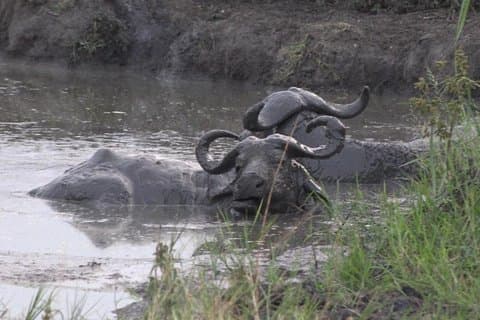 1 Day Lake Mburo Wildlife Safari