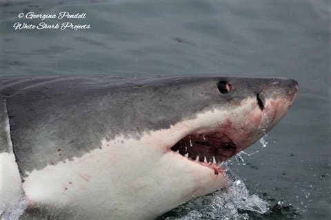 Half-Day White Shark Cage Diving from Gansbaai