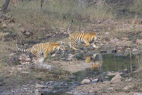 Exclusive Ranthambore Tiger Safari