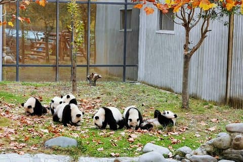 Private Day Tour: Chengdu Panda Breeding Base and Sanxingdui Museum