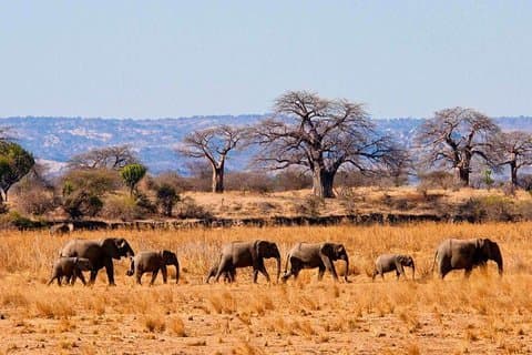 5 Days - Best Of Tanzania Northern Zone, Lodge Safari