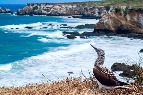 Isla de la Plata Snorkeling Tour – Machalilla National Park