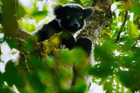 Two days tour to Andasibe NP