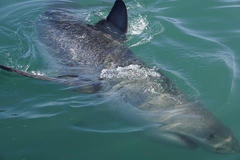 Shark Cage Diving Viewing Only