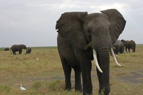 12Day WILDERNESS TRAIL: Okavango, Moremi & Chobe + Victoria Falls
