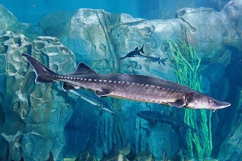 Private Tour of Shanghai Ocean Aquarium Yu Garden and Oriental Pearl Tower