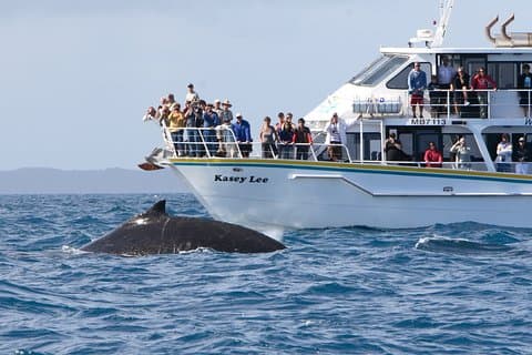 Phillip Island Whale Watching Tour