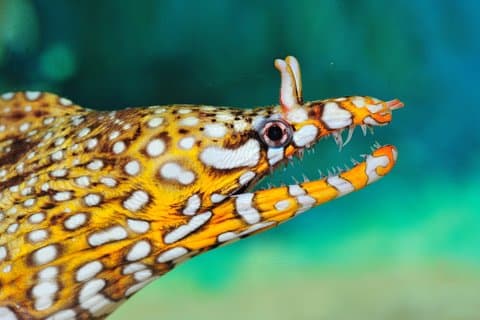 Private Tour of Shanghai Ocean Aquarium, the Bund, Yu Garden and Shanghai Tower