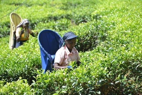 Galle Day Tour and Tea Plantation from Bentota & Other Places