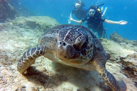 Discover Scuba diving at Green bay statues