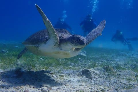Scuba Diving Activity in Pernera