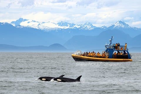 Vancouver Whale Watch Tour with Guide