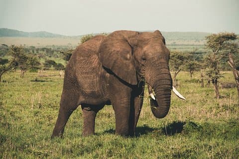 Wasgamuwa National Park Private Safari
