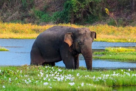 Wasgamuwa National Park Safari