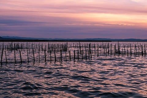 Albufera Nature & Boat Tour from Valencia (Small Group)