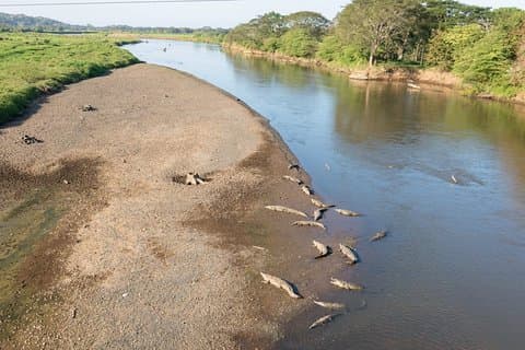 Jungle Crocodile & Carara National Park-Punta Arenas Highlights