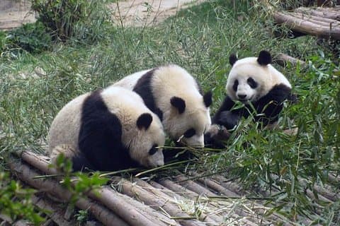 Chengdu Muslim Day Trip: Panda Breeding Base, Mosque, Wuhou Temple & Jinli