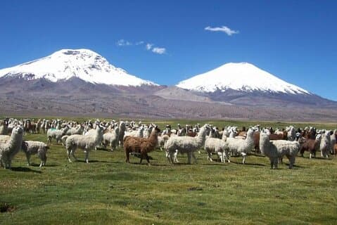 Private Lauca National Park & Chungara Lake from Arica