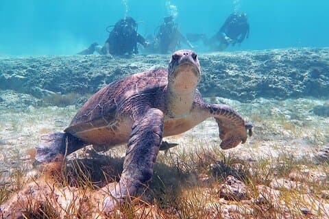 Try a Scuba Diving Experience