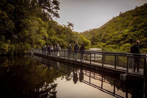 Zealandia - Twilight Guided Eco Wildlife Tour