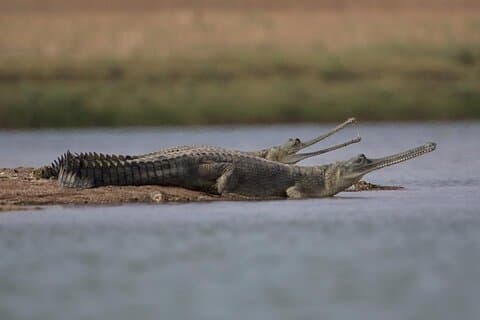 Full-Day Tour to Alligator Eco Park in Morena from Gwalior