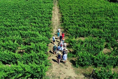Douro Valley Tour - 3 Wine tastings, Lunch & river Cruise