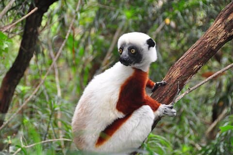 3-Day Private Tour to Andasibe National Park