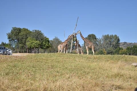 From puebla: Private tour in Africam Safari all-Inclusive