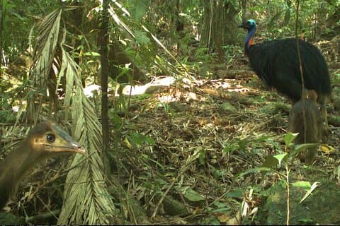 Small-Group Trekking Experience in Daintree National Park