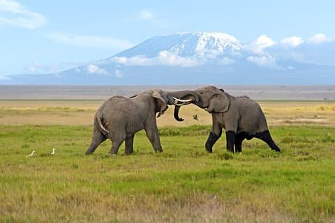 Nairobi: Amboseli National Park Day Trip Sunrise Safari