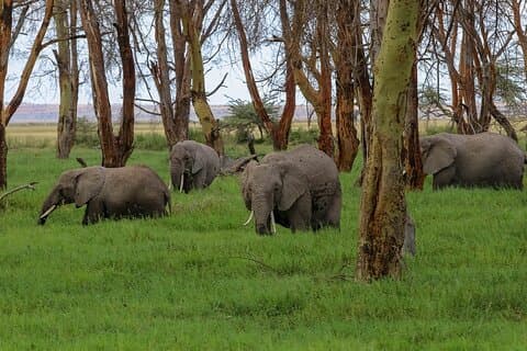 Private Full-Day Safari Tour Amboseli National Park with Lunch