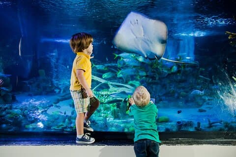 SEA LIFE Aquarium Grapevine Admission Ticket