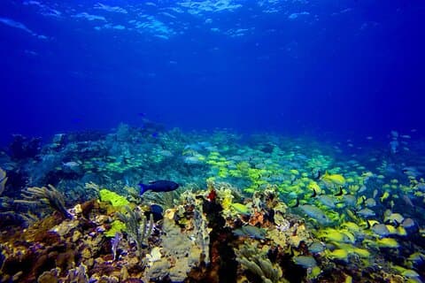 Scuba Diving Adventure WITHOUT CERTIFICATION! Try it today!