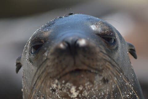 Galapagos First Class 5 Day Package with Yacht Day Tours