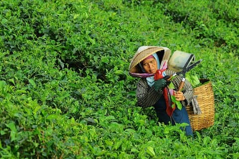 Private Safari & Tour to High land Puncak, Tea walk & Flower garden from Jakarta