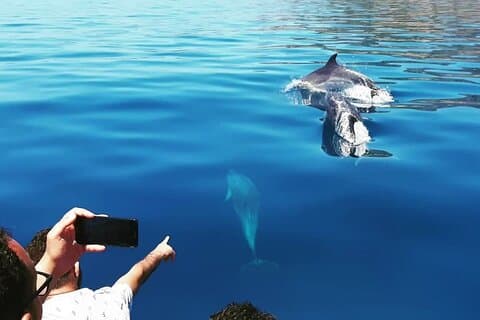 Sesimbra: Arrábida Dolphin and Whale Watching tour with biologist