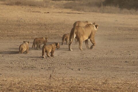 5 Days Group Camping Safari