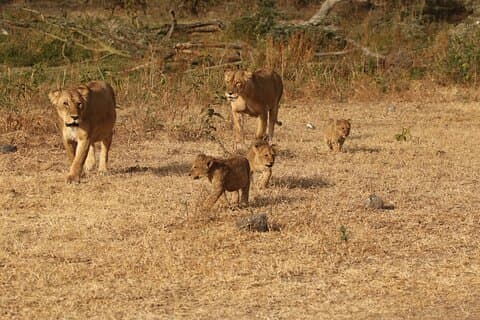 3 Days Serengeti & Ngorongoro Group Camping Safari