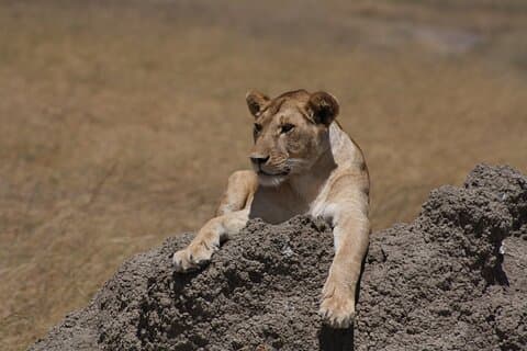 4 Days Group Camping Safari