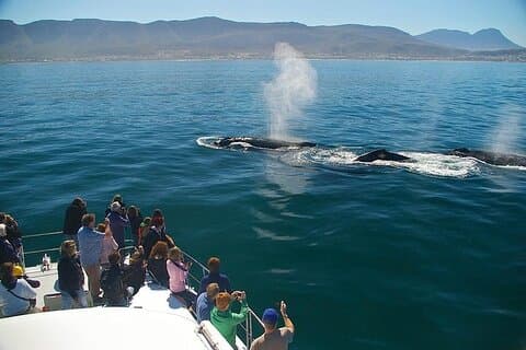 Full-Day Whale Watching and Wine Region Experience from Cape Town