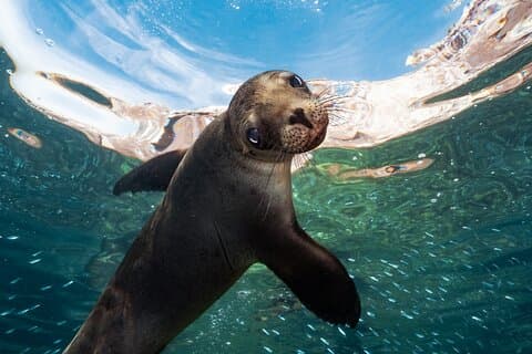 Adventure to Espiritu Santo Island: Snorkel with Sea Lions and Beach