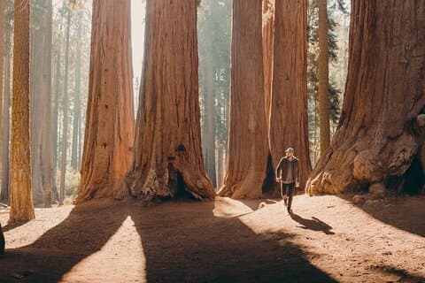 Sequoia Full Day Private Tour & Hike